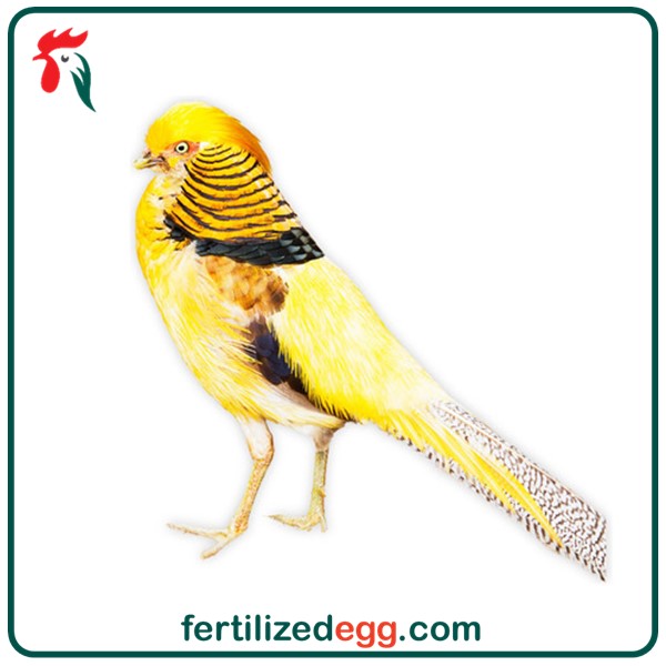 تخم نطفه دار قرقاول لیمویی 